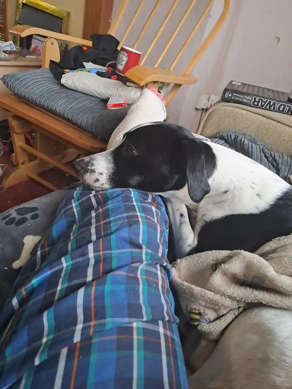 A black and white dog with a relaxed expression rests its head on a person's lap, which is covered by a blue and green plaid…
