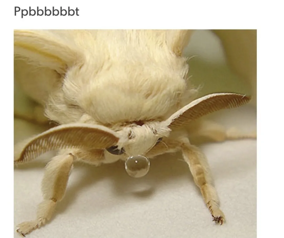 A close-up photo of a fluffy, pale yellow moth with a large, clear water droplet hanging from its mouthparts, looking down…