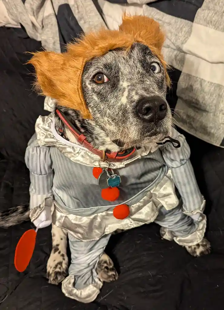 A dog with a mottled grey and white coat wears a full clown costume including a silver ruffled outfit with red pom-poms, a…