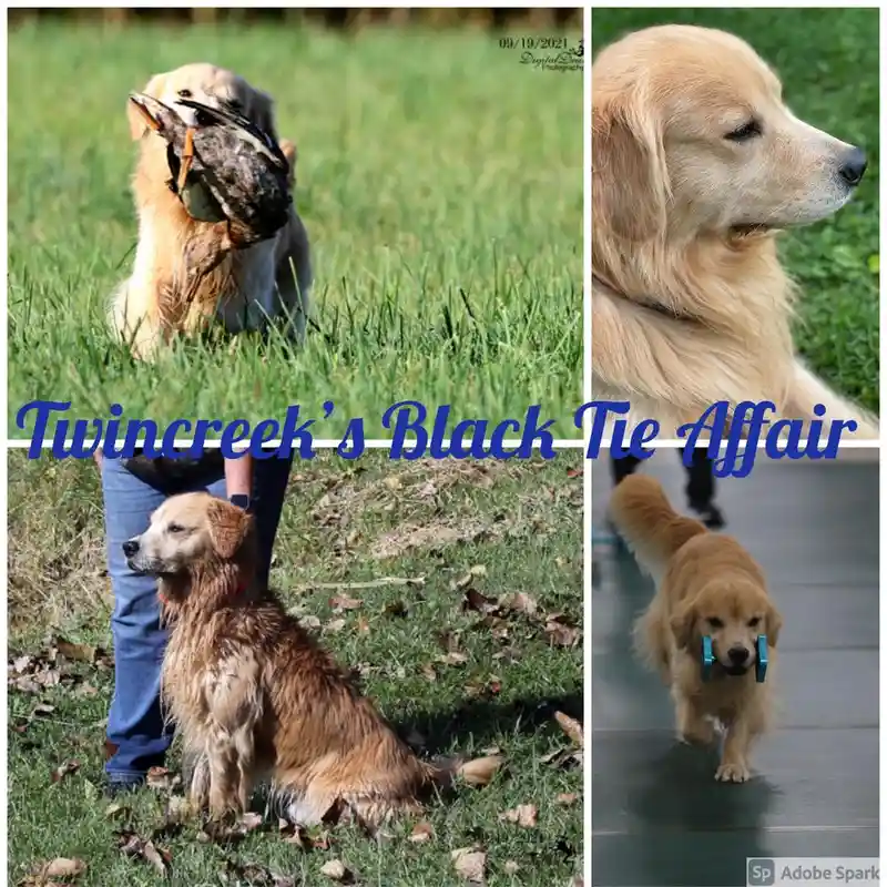 A four-panel collage shows a golden retriever in various scenarios: holding a duck in its mouth, looking regal in profile…