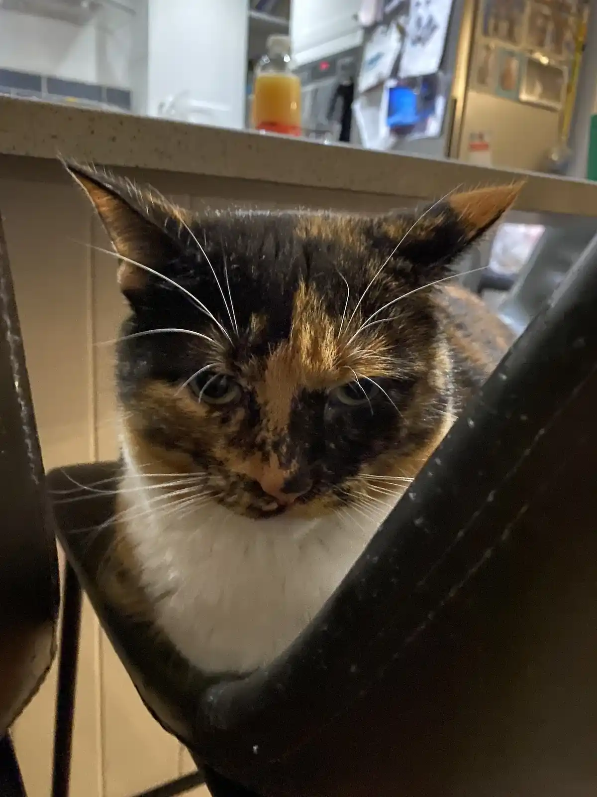 A close-up photo of a calico cat with black, orange, and white fur, looking directly at the camera with a sleepy…