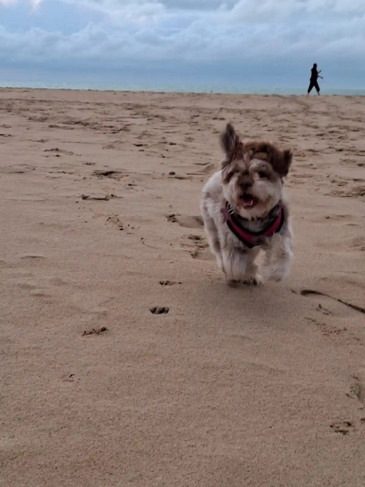 A small, fluffy dog with a pink harness runs energetically toward the camera on a wide, sandy beach under a cloudy sky. In…