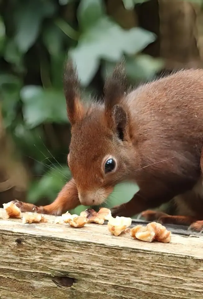 A close-up photo shows a red squirrel with large, dark eyes and fluffy ears, intently eating cracked walnuts scattered on a…