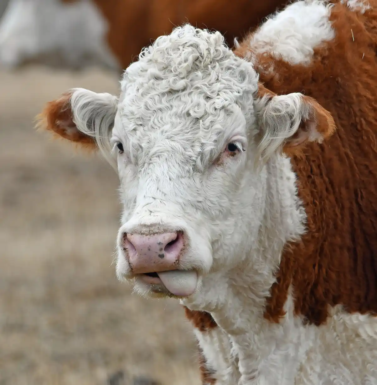 A close-up photo of a brown and white curly-haired cow with its tongue sticking out, looking directly at the camera. The…