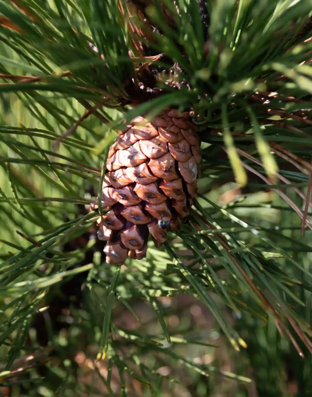 A charming little pine cone.