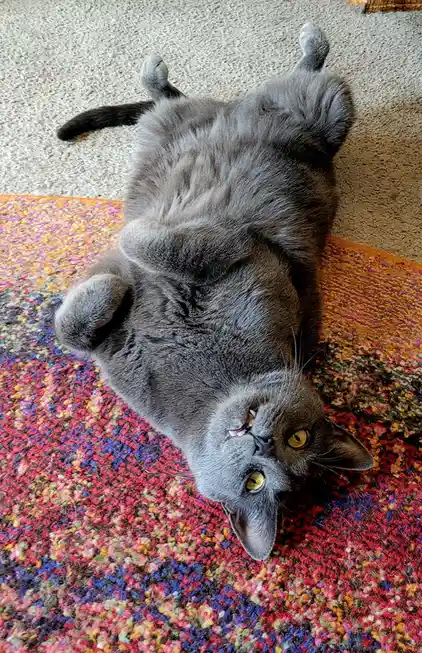 Psycho kitty: What on earth is going on?