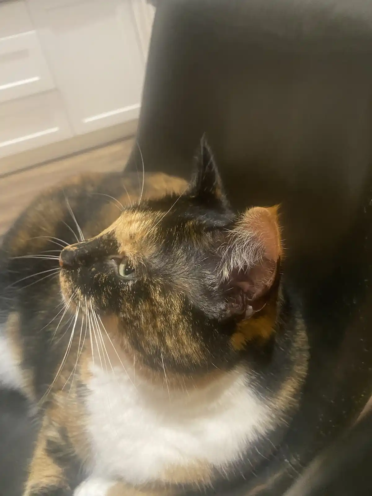 Crumble’s Daily Snapshot: A Moment Captured