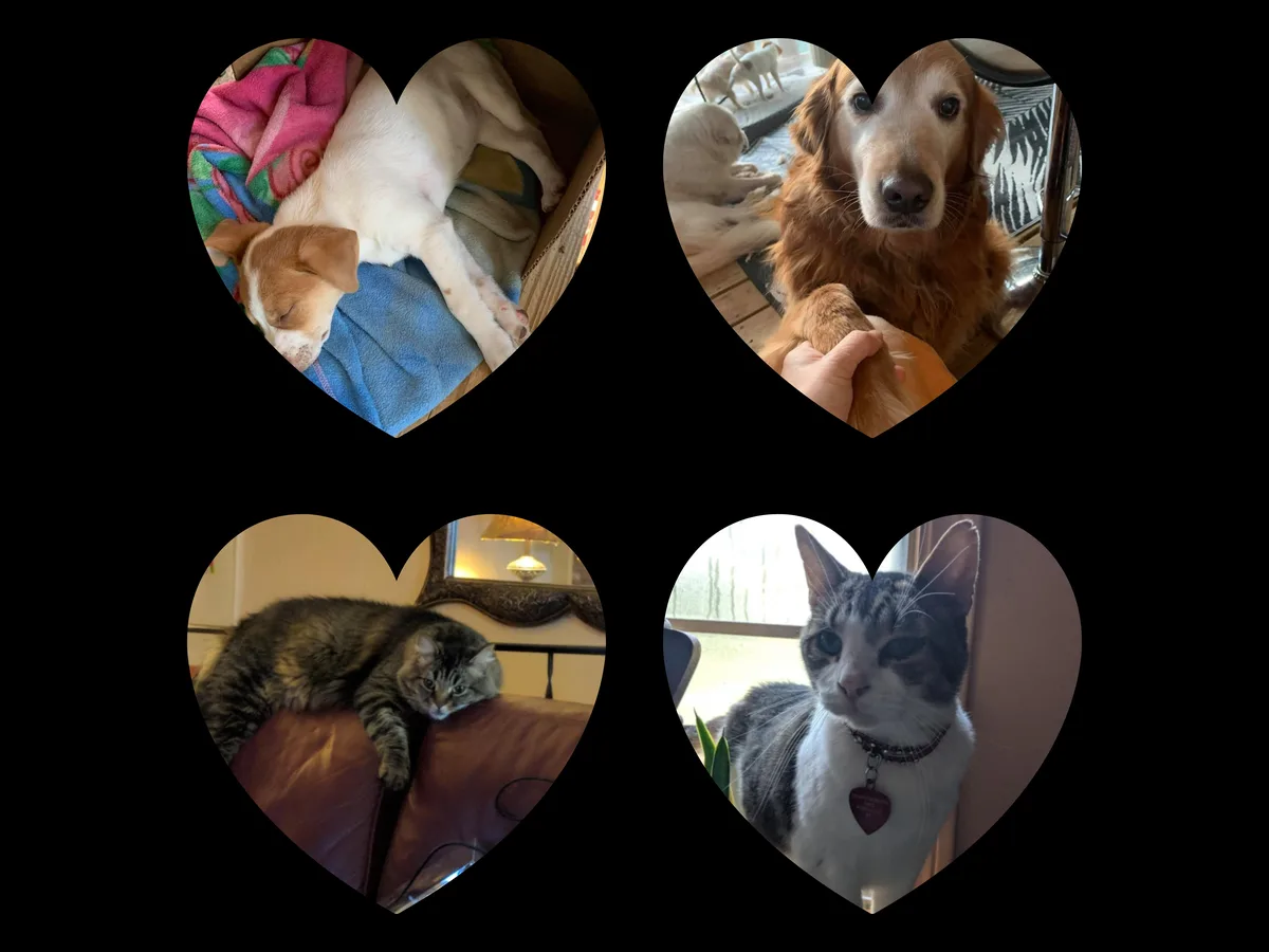 Four heart-shaped frames show different pets: a sleeping white and tan puppy in a box, a golden retriever looking at the…