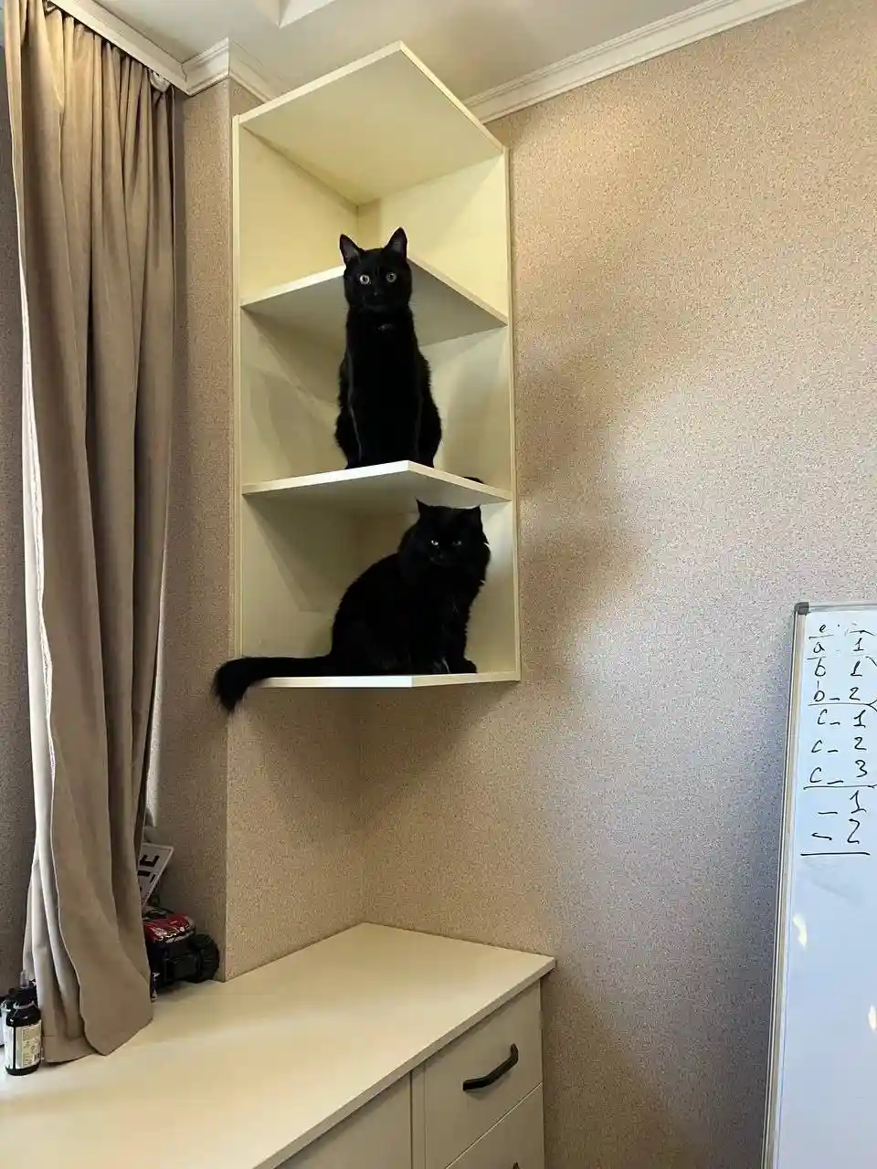 The Fascinating World of Cats
