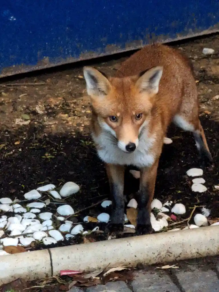 Absolutely Foxy and Fabulous!