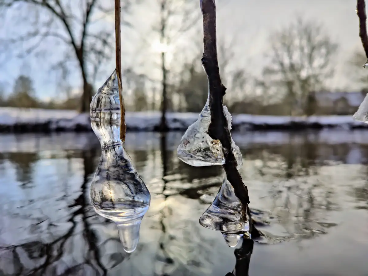 A close-up photo shows two clear, bulbous icicles hanging from thin tree branches over a partially frozen, reflective body…