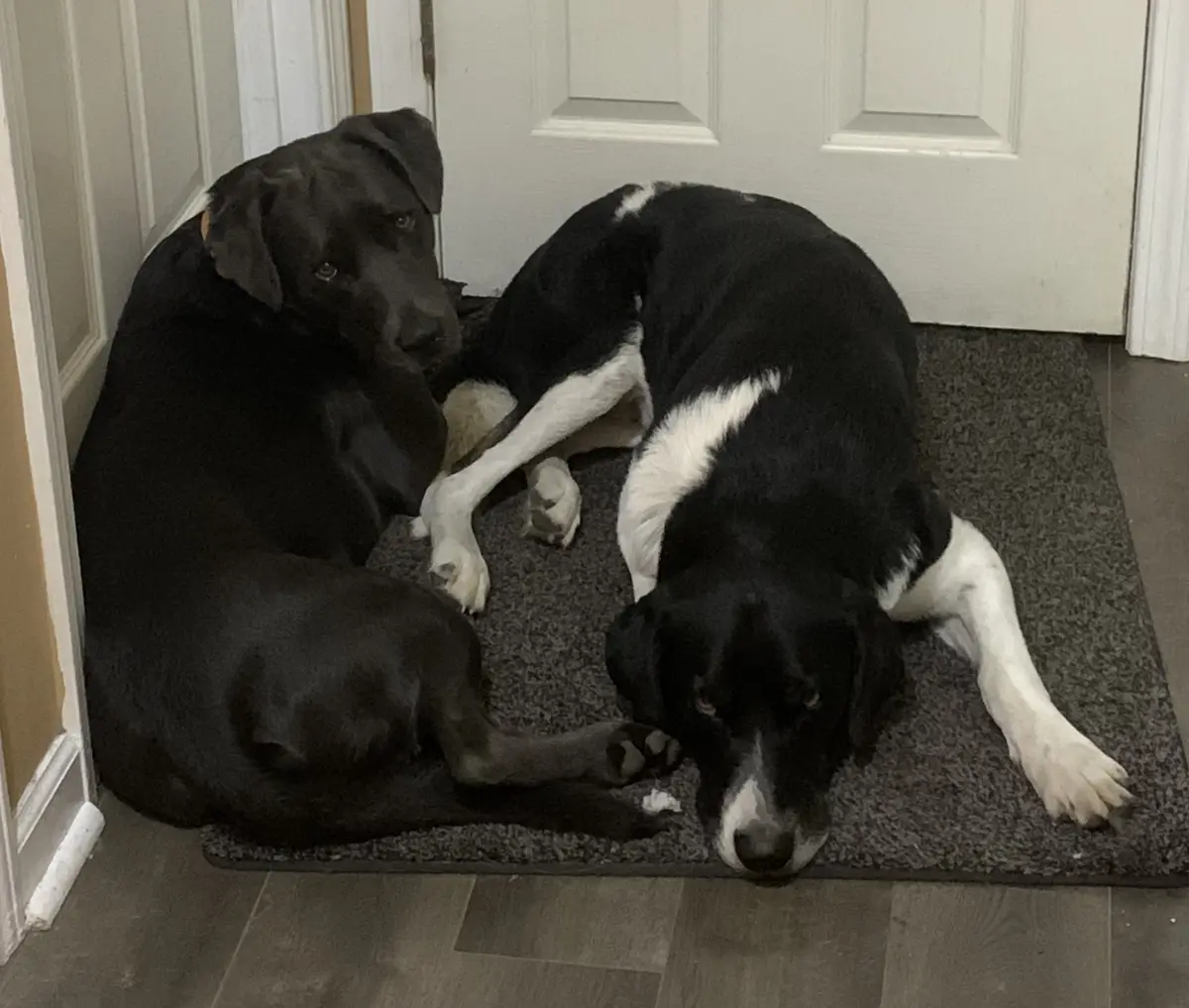 Meet Biscuit and Barley: The Dynamic Duo