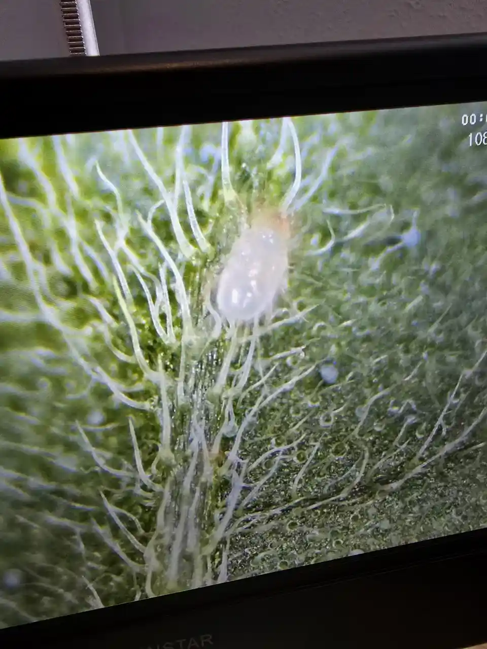 A close-up image of a small, translucent white bug on a green leaf with fine white hairs, displayed on a monitor screen. The…