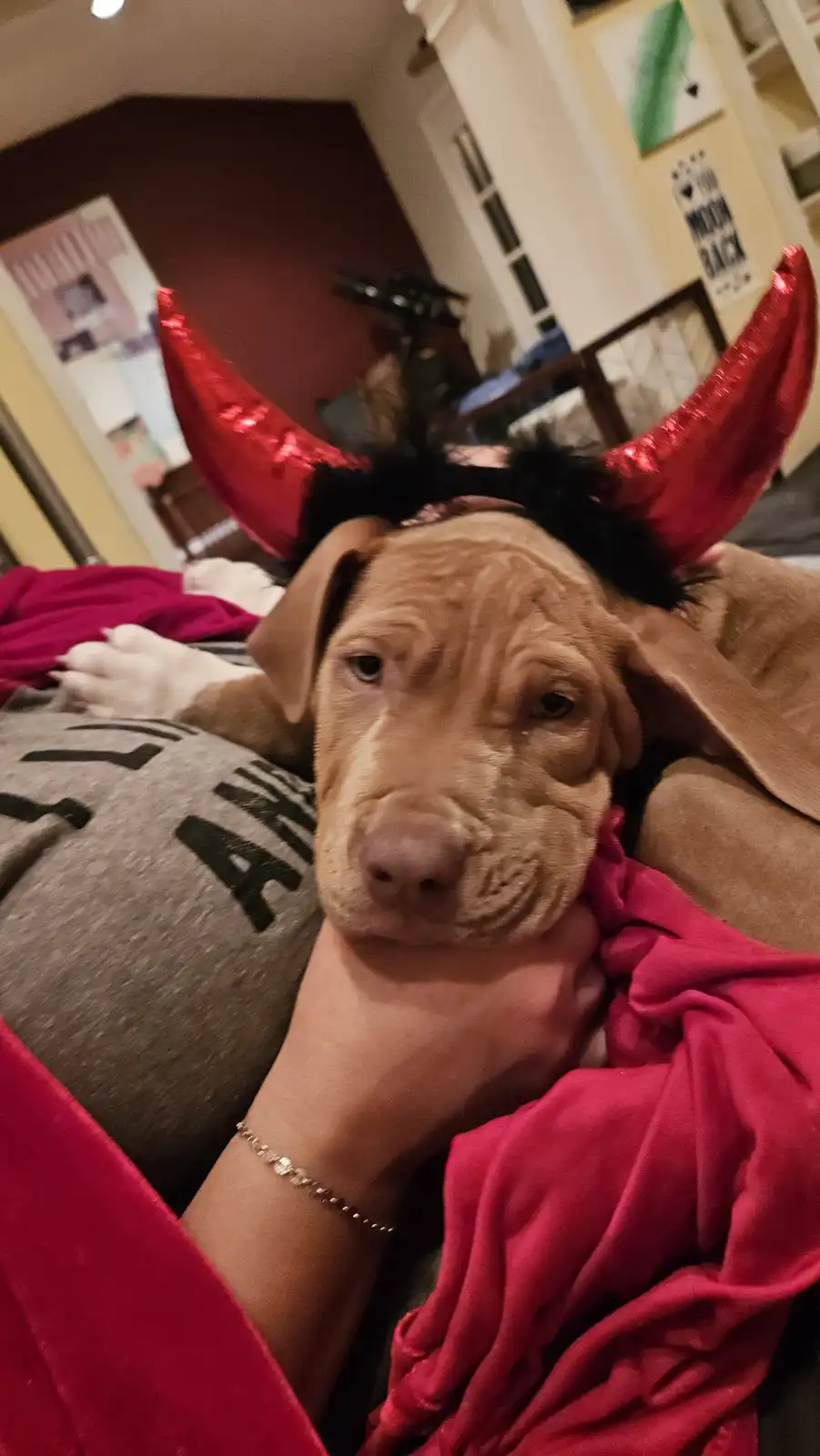 A light brown dog with wrinkled skin and floppy ears wears shiny red devil horns while resting on a person's lap. The…