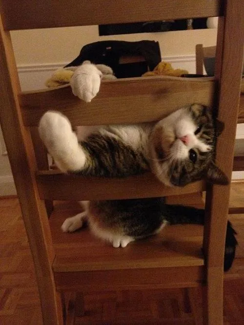 Meet Today's Adorable Cat Star