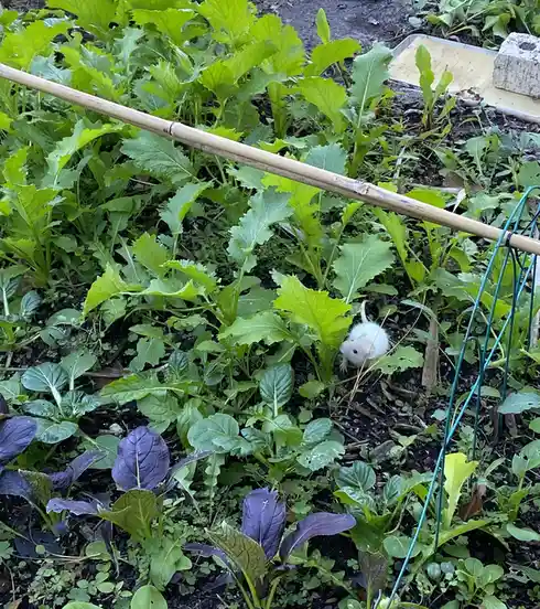 A small white rat is peeking out from among lush green and purple leafy vegetables in a garden, with a bamboo pole and green…