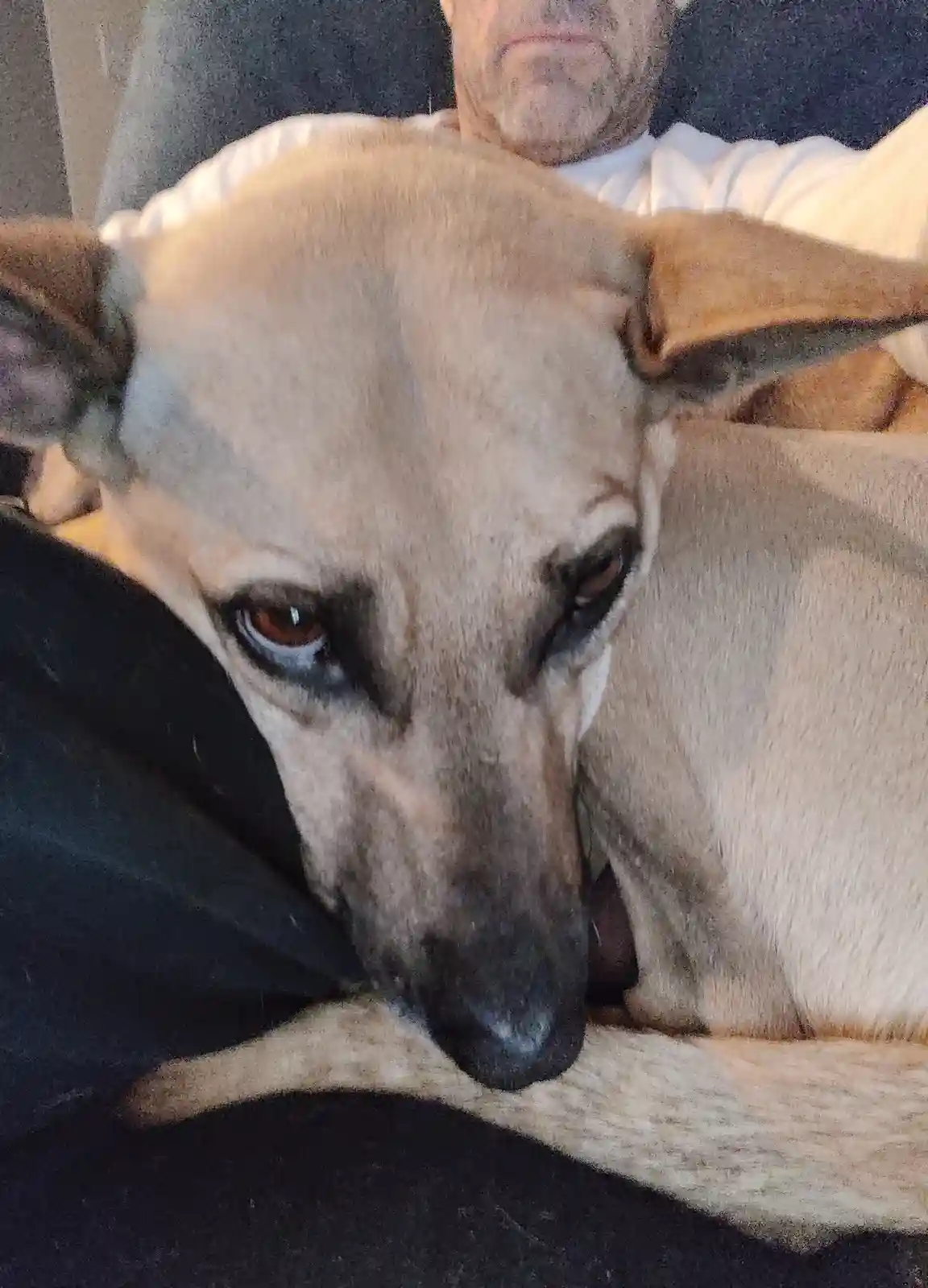 A close-up photo shows a light brown dog with large, sad-looking eyes resting its head on a dark surface, partially…