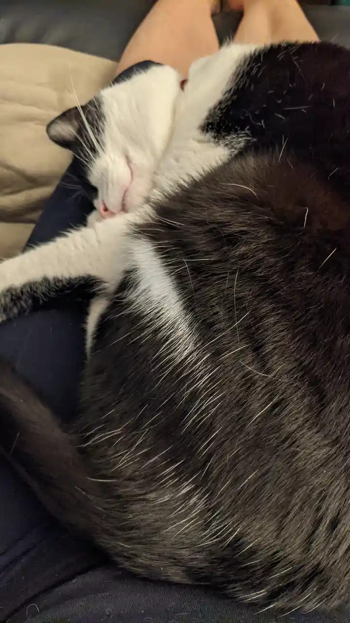 A black and white cat is curled up and sleeping soundly on a person's lap, with its eyes closed and head resting on its…
