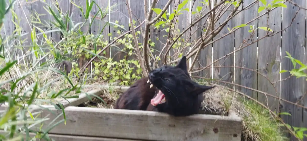 Is This Vampire Actually Cute?