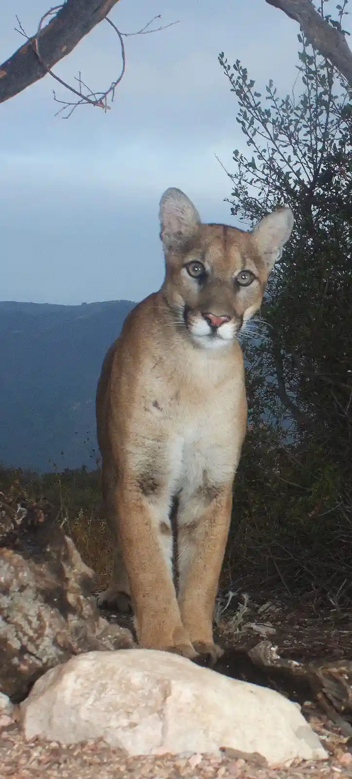 A close-up photograph shows a large wild cat, likely a cougar or mountain lion, standing on rocky terrain with a mountainous…