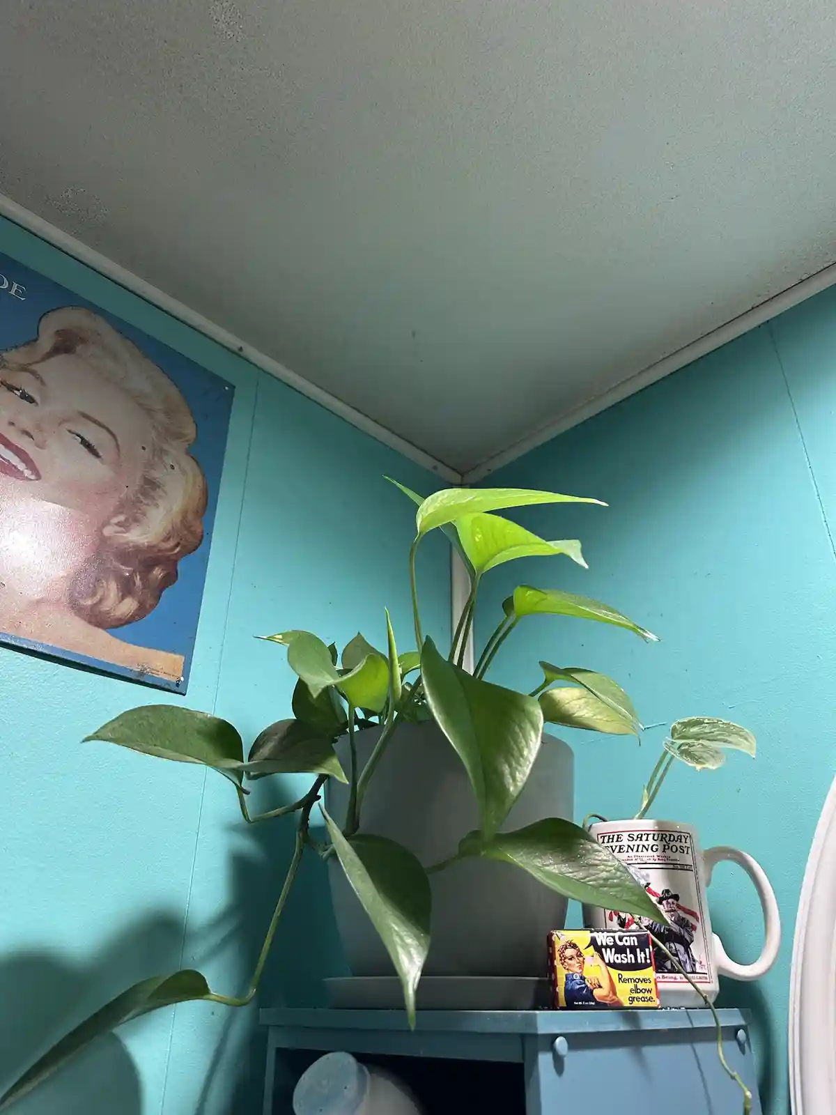 A green pothos plant in a white pot sits on a blue shelf against a turquoise wall, next to a mug with a 'Saturday Evening…