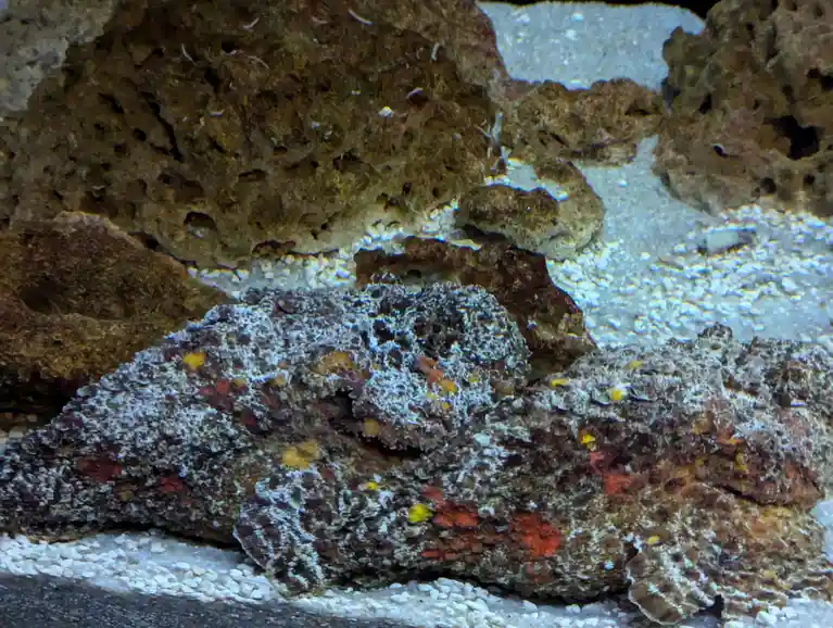 A close-up photo of a camouflaged fish, likely a stonefish or similar species, resting on the sandy bottom of an aquarium…