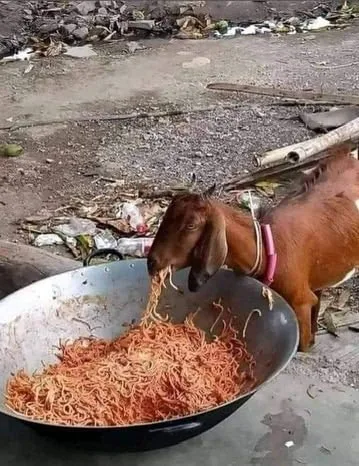 A brown goat with long ears and a pink collar is standing next to a large metal wok filled with orange noodles, eating…