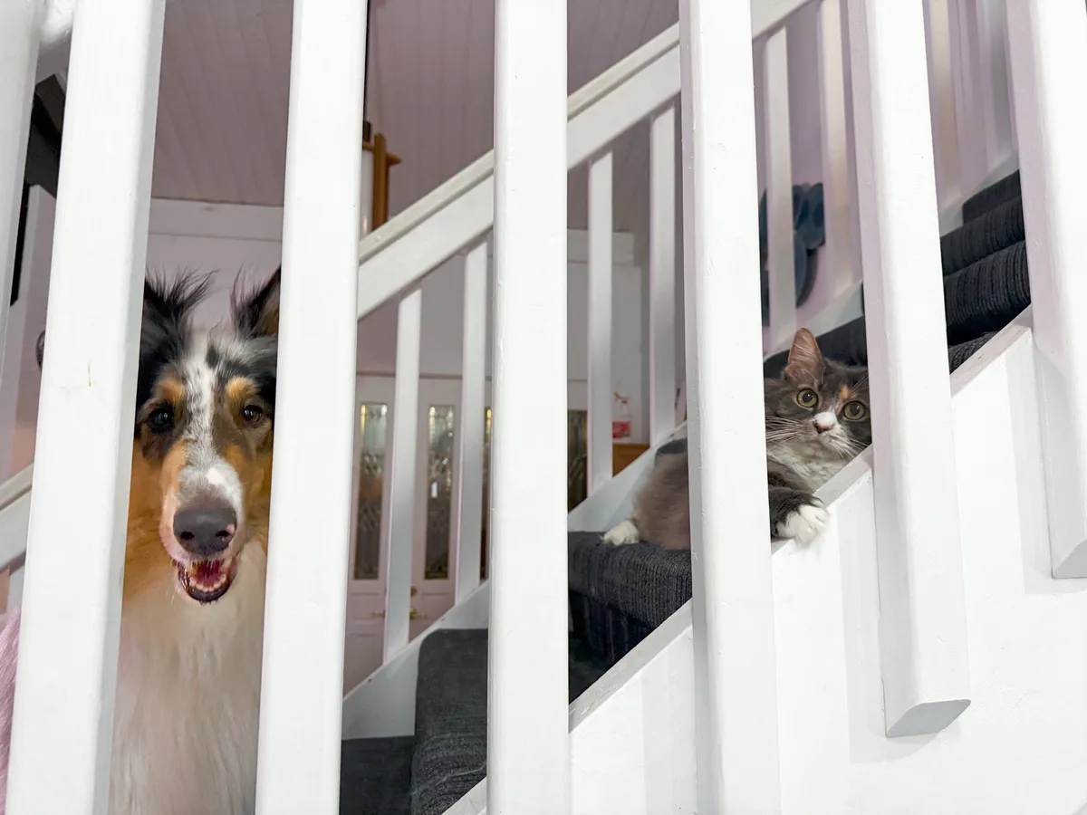 A dog and a cat are both peeking through white staircase railings, looking toward the viewer with expressions of mild…