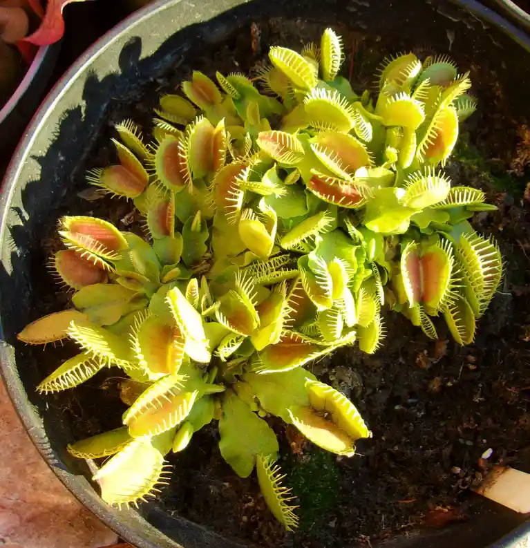 Venus Flytraps thriving in mid-November