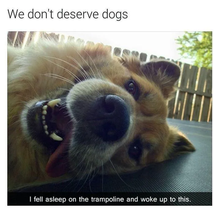 A close-up photo of a fluffy, light-brown dog lying on its back with its mouth open, showing teeth and tongue, looking…