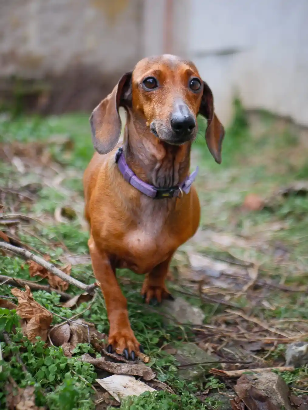 A brown dachshund stands outdoors on grass and twigs, wearing a purple collar, looking directly at the camera with a serious…