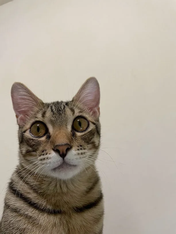 A close-up photo of a tabby cat with wide, startled-looking eyes staring directly at the camera against a plain off-white…