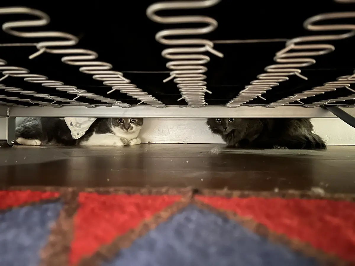 Two cats are hiding under a bed, peeking out from beneath the metal bed frame with visible springs. The cat on the left is…