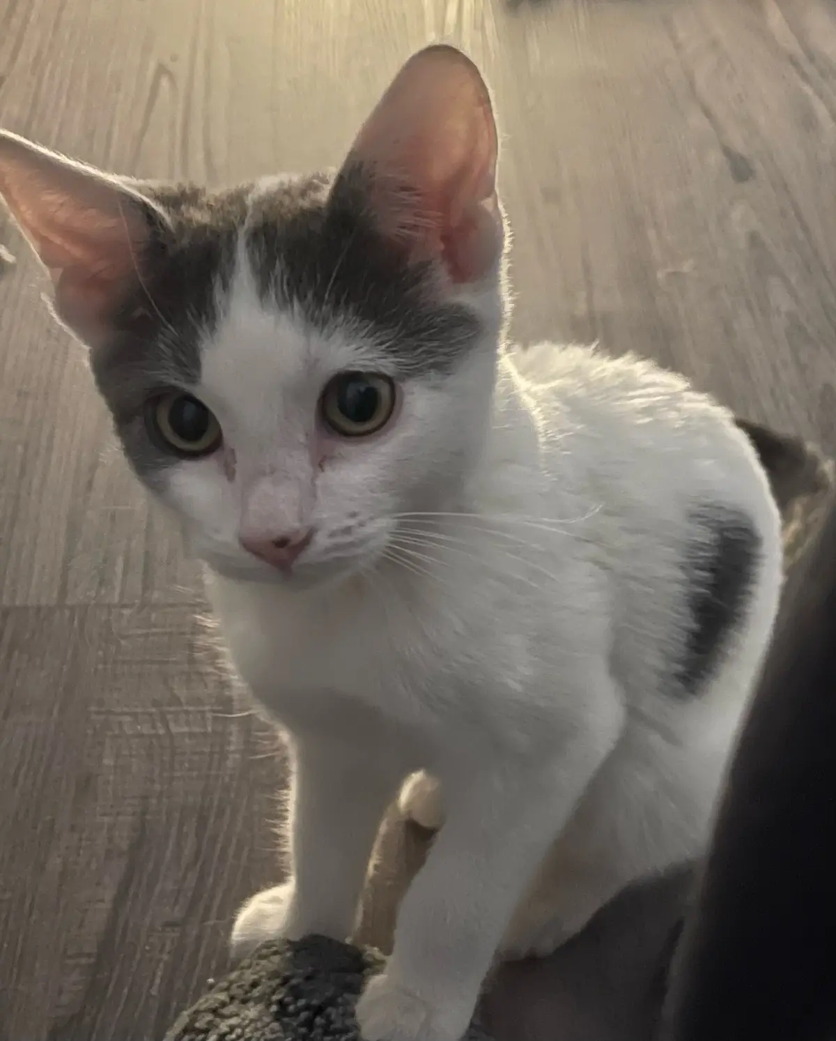 A close-up photo of a white and gray cat with large, wide eyes looking directly at the camera, standing on a wooden floor…