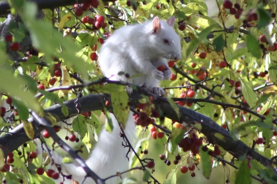 Meet the Rare Albino Squirrel