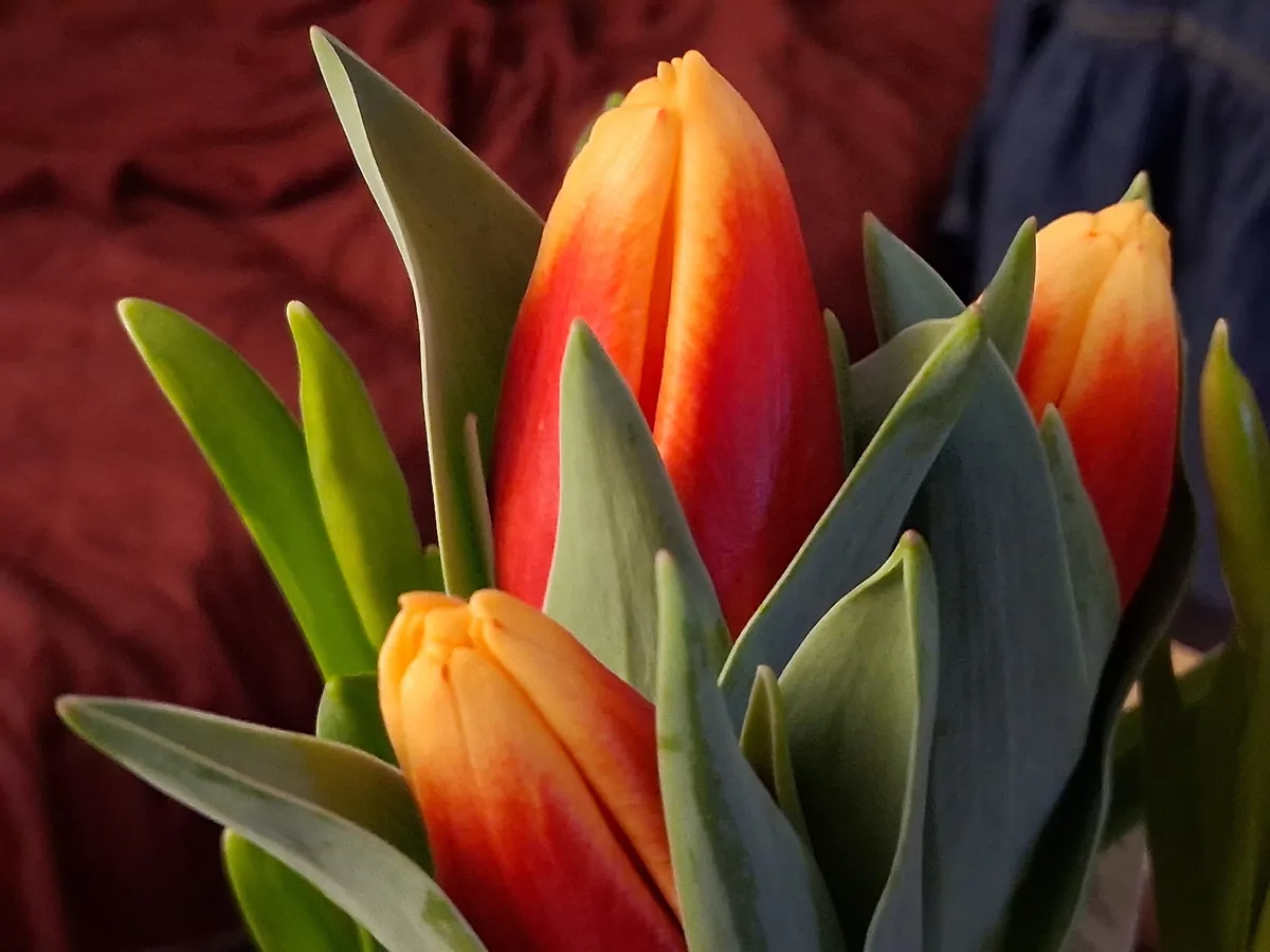 A close-up photograph shows several unopened tulip buds with orange and red petals, surrounded by green leaves, against a…
