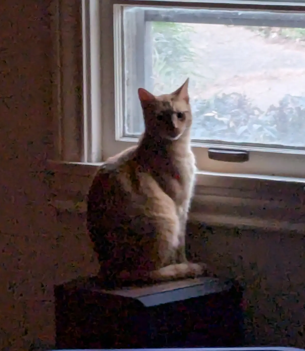 A light-colored cat sits on a windowsill looking directly at the camera with a bored or unimpressed expression. The window…