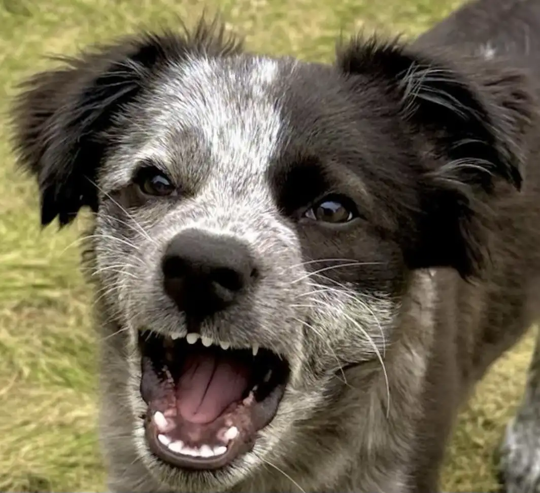 A close-up photo of a black and white speckled dog with its mouth wide open, showing teeth and tongue, as if barking or…