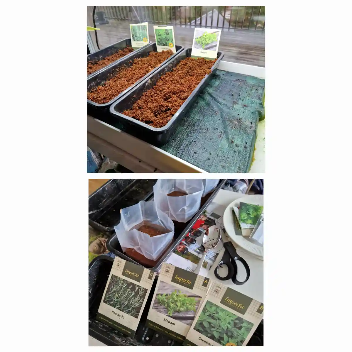 Two photos show seed trays for herbs like rosemary, oregano, and thyme. The top image shows empty trays with labels, while…