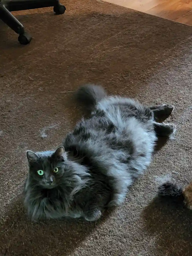 A fluffy gray cat with bright green eyes lies on its back on a brown carpet, looking up at the camera with a relaxed…