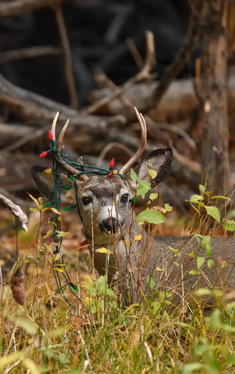 A deer with small antlers is standing in tall grass and brush, looking directly at the camera. A string of red, green, and…