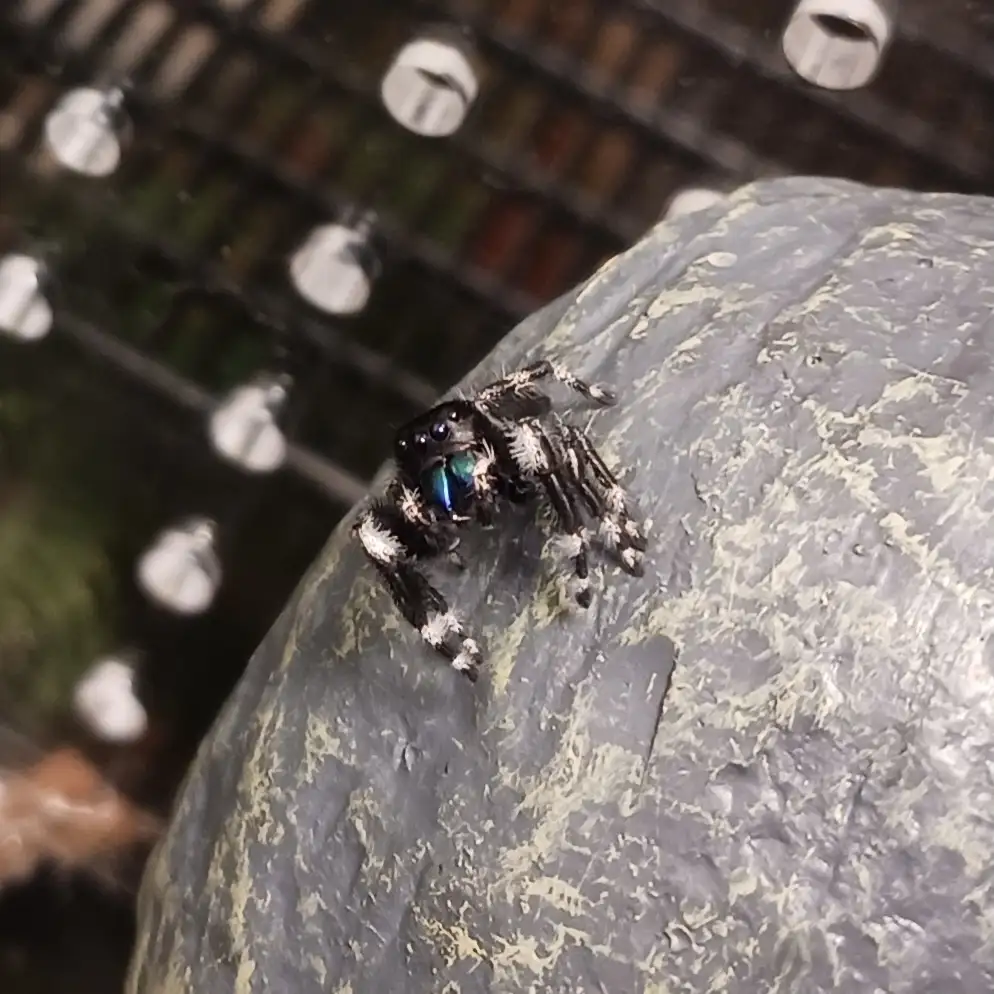 A close-up photo shows a small, black and white jumping spider with iridescent blue-green markings on its abdomen, perched…