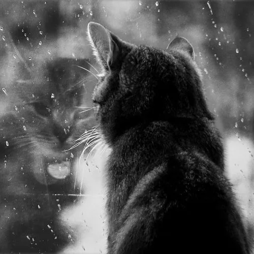 A black-and-white photo shows a cat from behind, looking out a rain-speckled window. Its reflection is visible in the glass…