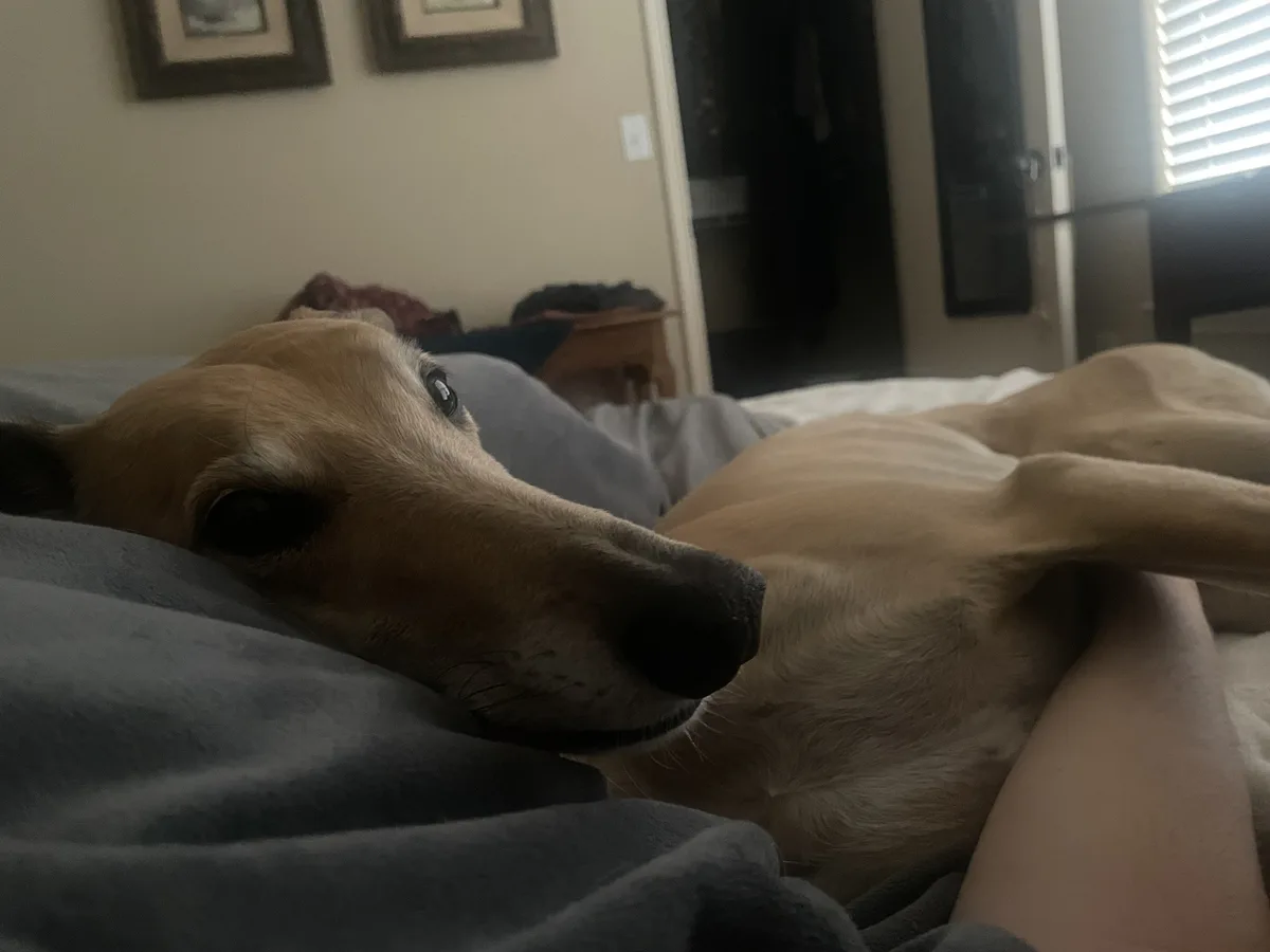 Take a break with this adorable dog intermission!