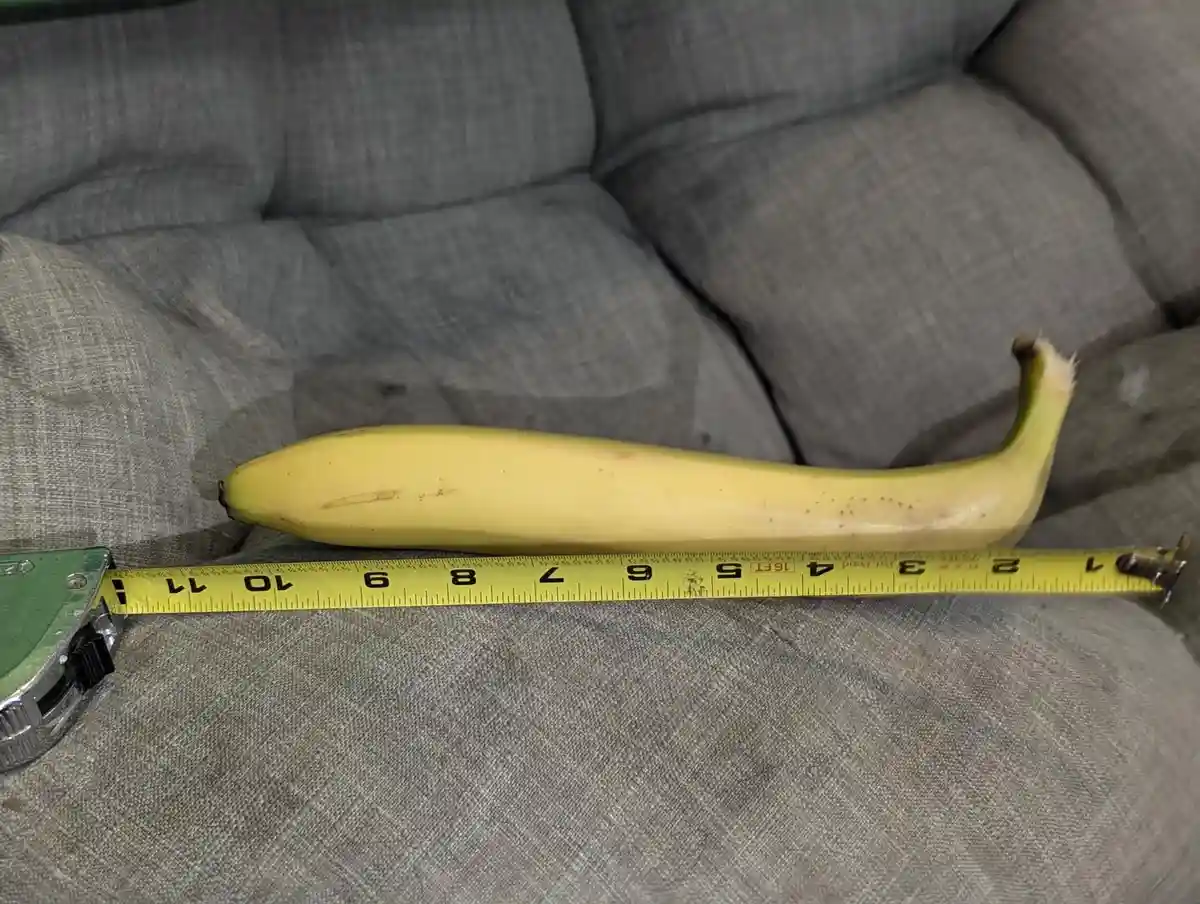 A yellow banana rests on a gray fabric couch, positioned alongside an extended yellow measuring tape that shows its length…