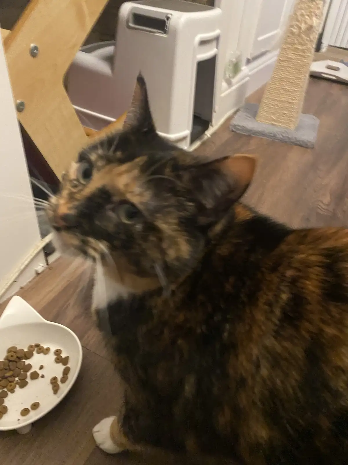 A blurry photo of a calico cat sitting on a wooden floor next to a nearly empty white food bowl, looking upward with a…