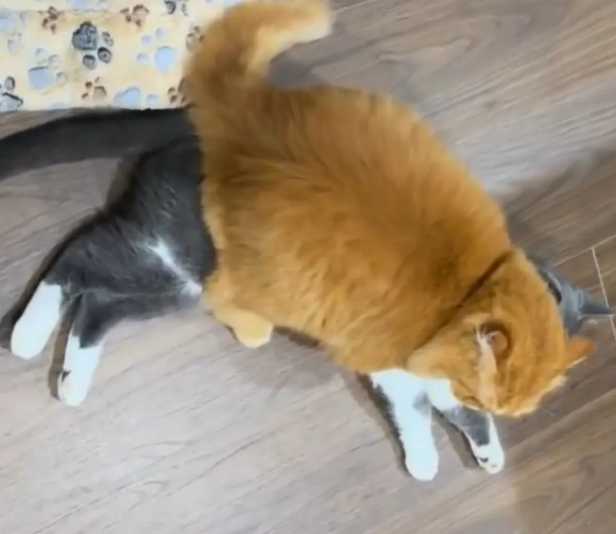 A fluffy orange and black cat is lying on its side on a wooden floor, appearing very relaxed with its tail curled up. The…