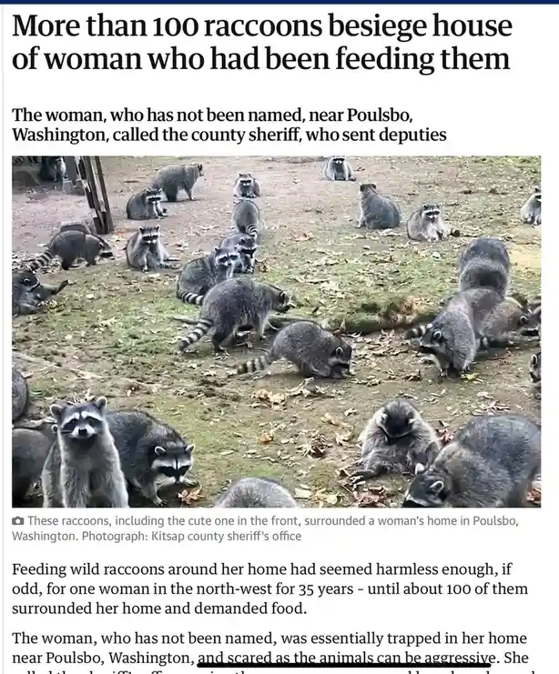 Please, No Feeding the Raccoons!