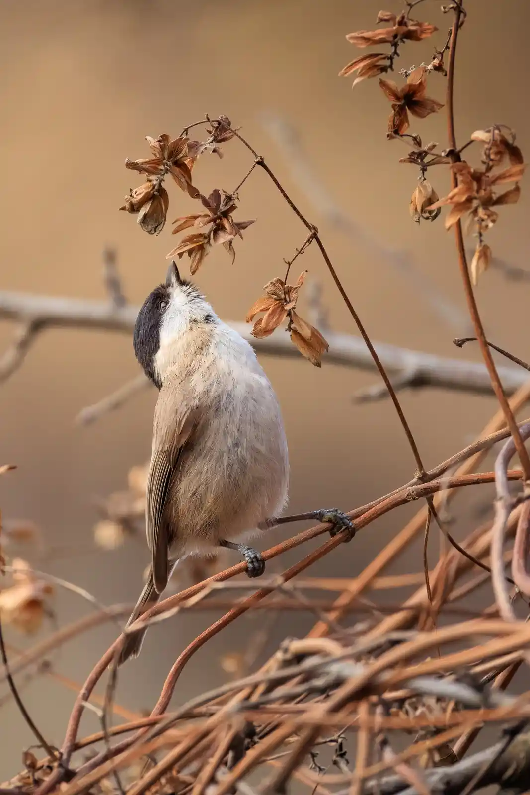 Meet the Charming Marsh Tit