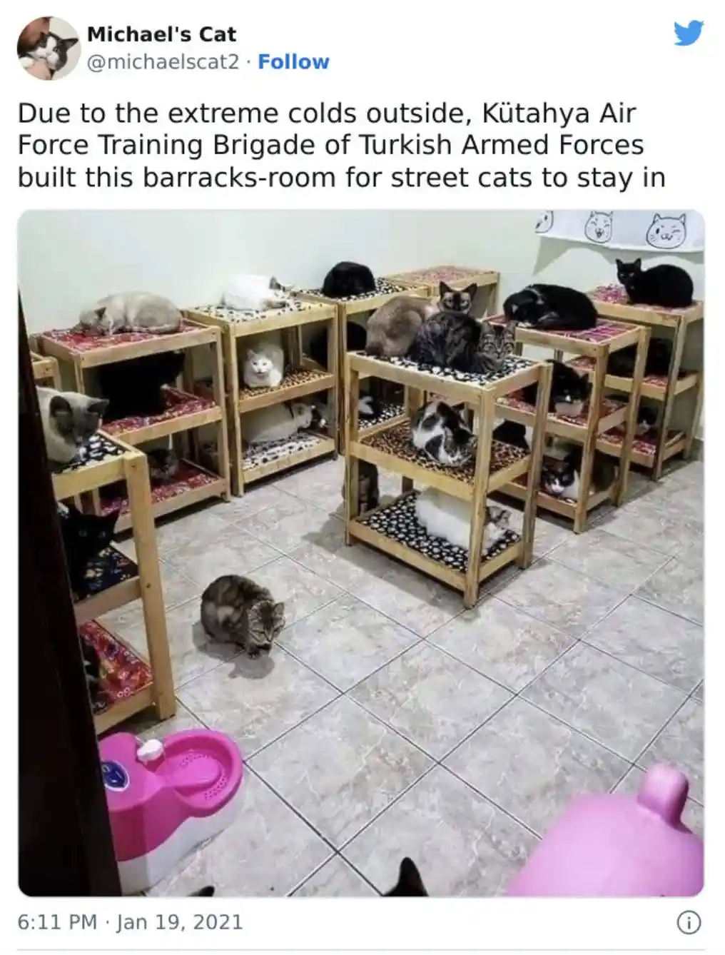 A room filled with multiple wooden, multi-tiered cat beds, each occupied by various cats of different colors and patterns…